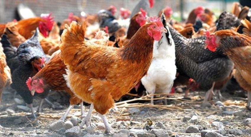 Bu yıl Tavuk eti üretimi 210 bin 77 ton yumurtası ise 1,72 milyar adet  oldu