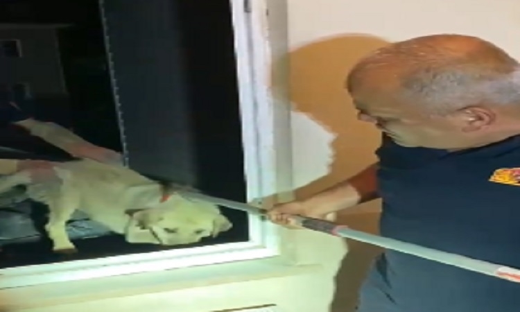 Apartman boşluğunda sıkışan köpek kurtarıldı