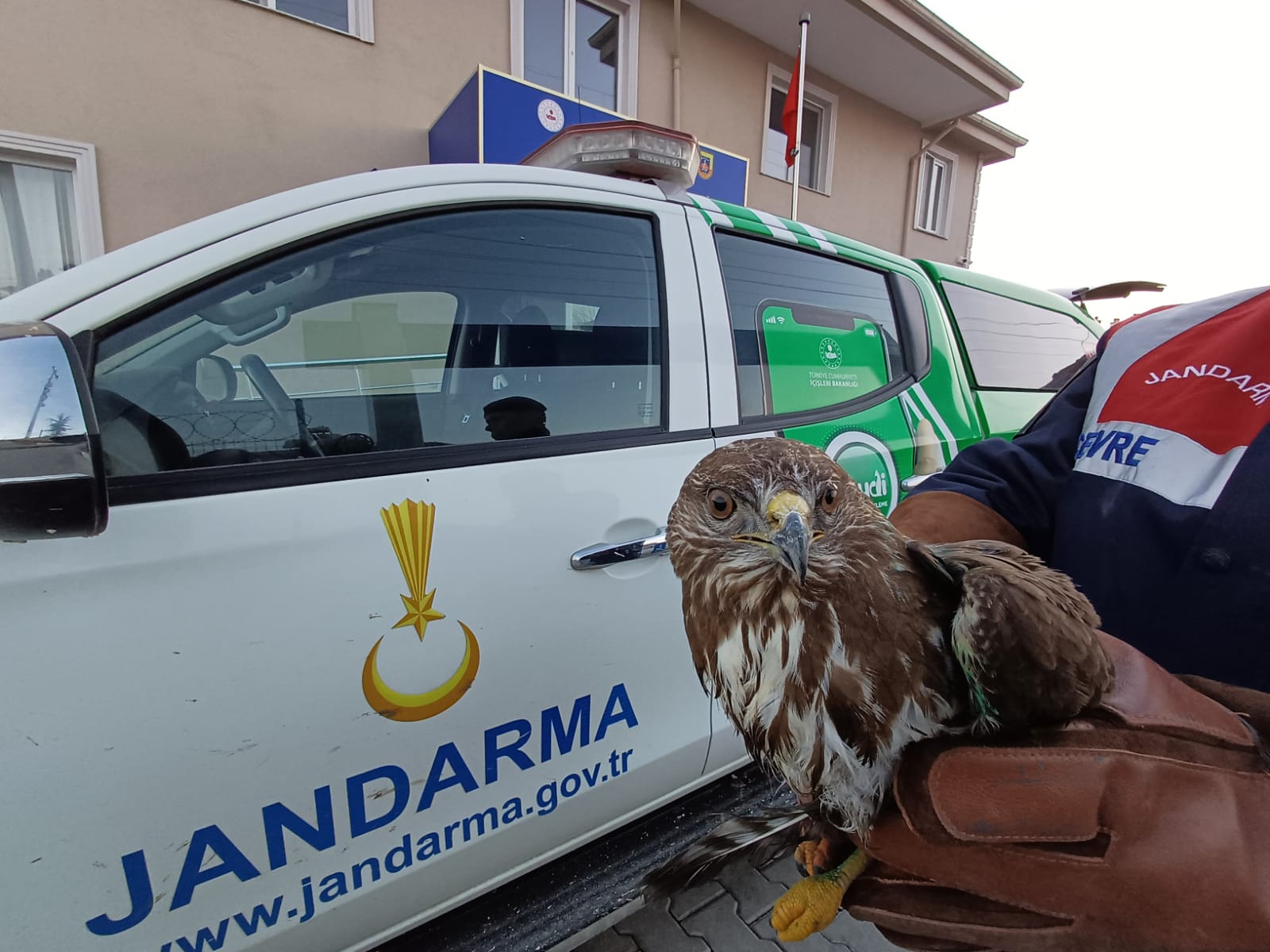 Jandarma yaralı kızıl şahine sahip çıktı