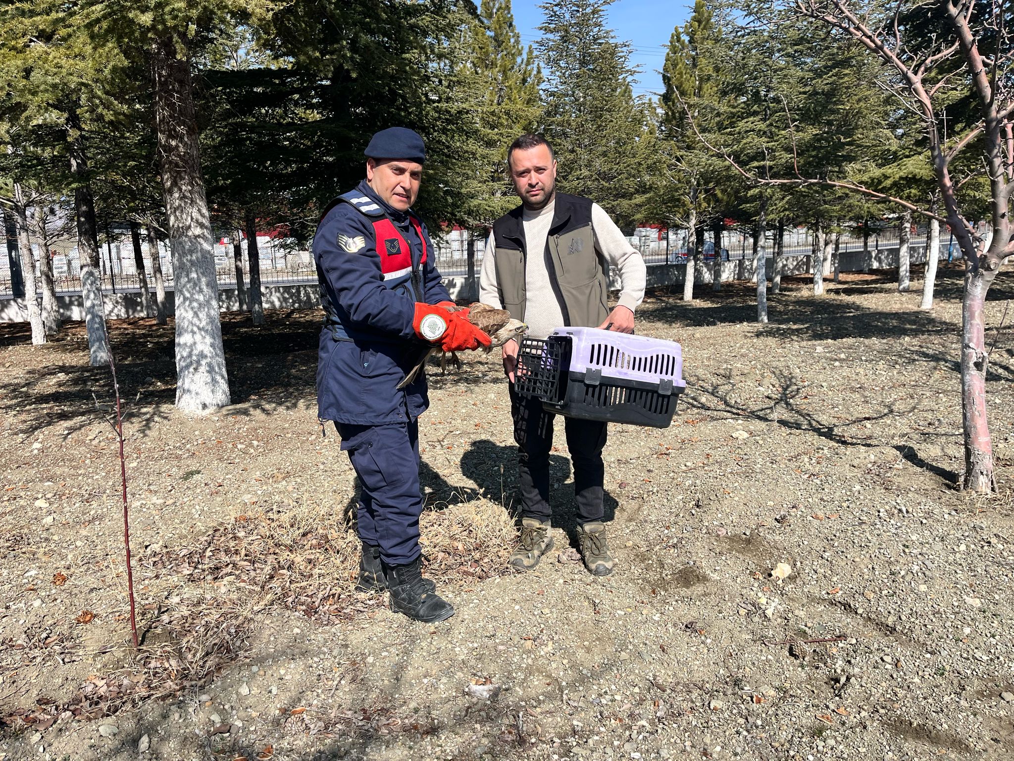 Vatandaşlar Yaralı Kızıl Şahin Kuşunu Jandarmaya teslim etti