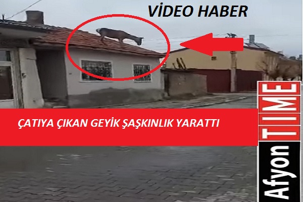 Evin çatısına geyik çıktı