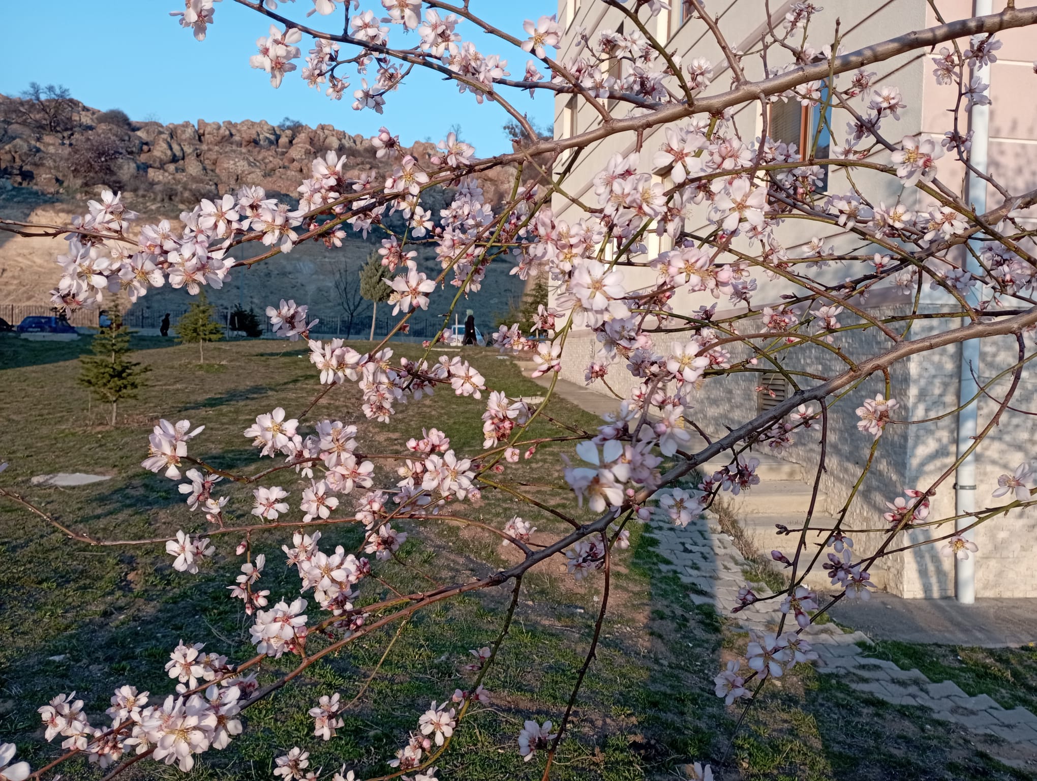 Bu ağaç bahar ayını erken karşıladı