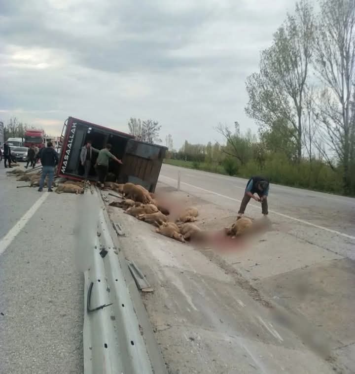 Kaza yapan kamyondaki koyunlar telef oldu