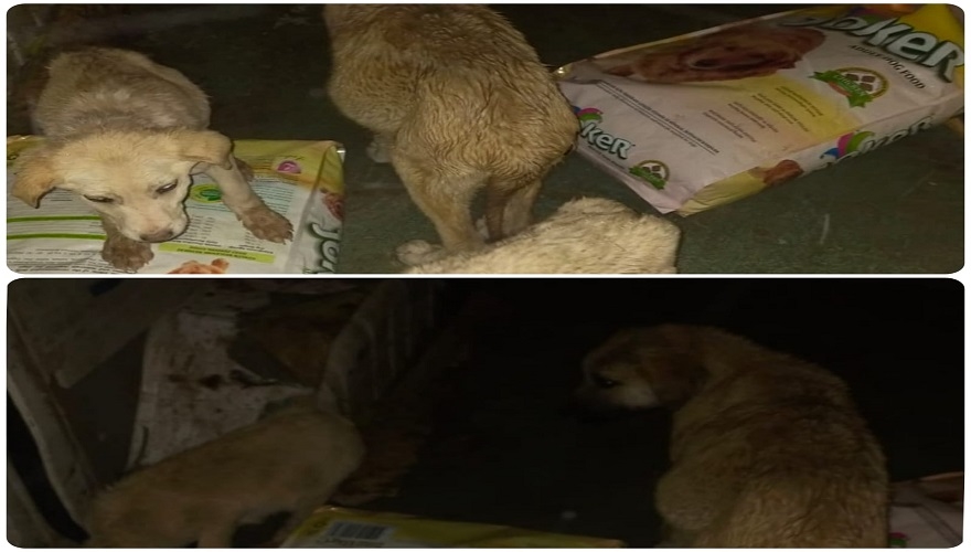 Dinar Belediyesi sokak hayvanlarını da unutmadı