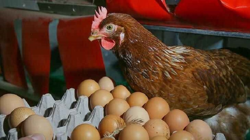 Yumurtanın fiyatı yumurta üreten tavuğu solladı