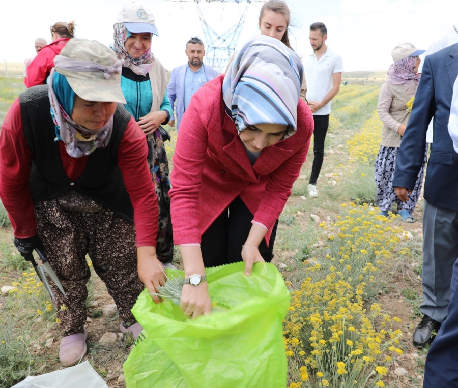 Altınotu hasadı Vali Yiğitbaşının katılımıyla başladı