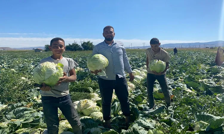 Lahana ve salatalık hasadı başladı