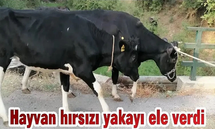 Hayvan hırsızı yakalandı