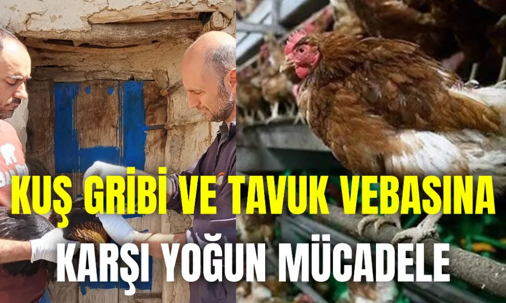 Kuş Gribi ve Tavuk Vebasına Karşı  mücadele veriliyor